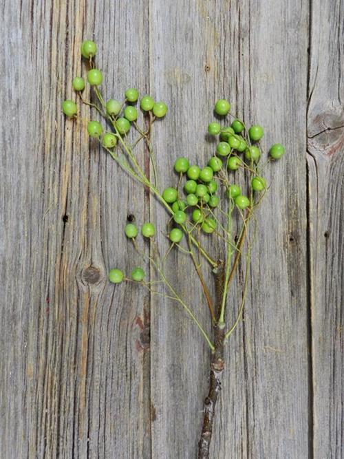 CHINA BERRY  GREEN BERRIES